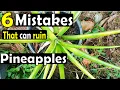 6 common mistakes to avoid when growing pineapples from the