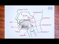 How to Draw Parts of Oral Cavity step by step drawing tutorial