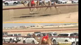 الشوط    حرب  ل  هجن الرئاسة         دندنها