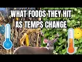 THE TRUTH ABOUT WHAT DEER EAT AS TEMPERATURES RISE AND FALL DURING THE HUNTING SEASON