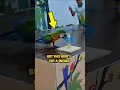 Download Lagu Gerakan Licik Burung Macaw yang CERDAS ini dalam Kontes Burung 🤣