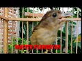 Download Lagu Burung Flamboyan Gacor Ngebren Rapat Nyerecet Cocok buat Pancingan