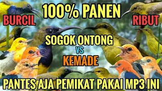 suara pikat sogon vs kemade terbukti ampuh terbaru 2025