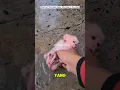 Download Lagu Bayi monyet yang di temukan kehujanan di jalan 🥺 #shorts #respect #rescue