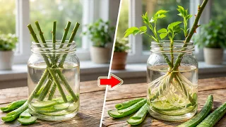 just aloe vera roses suddenly grow roots and sprout overnight 