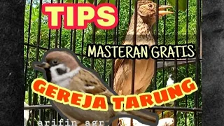 cara mudah pemasteran burung branjangan isian gereja tarung
