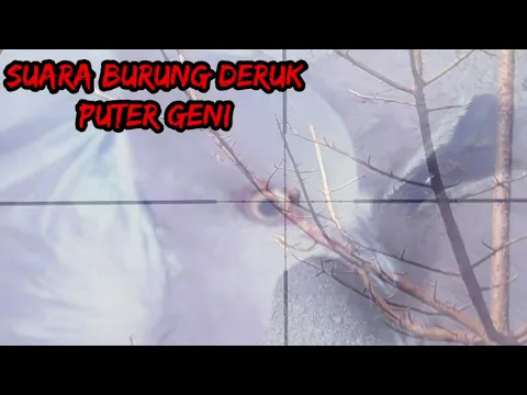 Download MP3 SUARA PIKAT BURUNG PUTER GENI DERUK