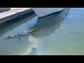 Tourist Captures Shark Biting Alligator s Foot in South Carolina