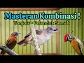 Download Lagu MASTERAN PEDAS, Kombinasi, tonjolan burung pelanduk semak !
