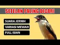 Download Lagu Setelan Paling Dicari ❗ Masteran Cendet Full Isian Mewah Jernih | Masteran Cendet Mewah