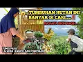 MENCARI PAKIS DI HUTAN | Masak Tumis Pakis, Lalapan Jengkol, Daun Pohpohan dan Sambal Terasi 