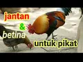 suara pikat ayam hutan kasintu betina dan jantan π― datang