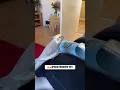 Download Lagu 😂😍 iphone ringtone bird #shorts  #viralshorts #birdsounds #parrot