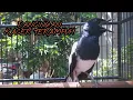 Download Lagu WAJIB DENGAN PANCINGAN INI UNTUK MEMULIHKAN KACER STRES BISU MALAS BUNYI