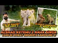 Download Lagu BARU KALI INI ALSHAD GA BERANI DEKETIN ANAK SINGA ! 2 ANAK SINGA LUCU BANGET TAPI….