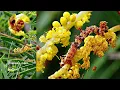 Download Lagu Caterpillars on Acacia spirorbis ( New-Caledonia)