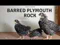 Barred Plymouth Rock 6-Week-Old Chicks