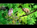 Lagu Birdsong in Forest | Nature Sounds for Sleeping, Study, Focus - Gentle Nature Sounds for Relaxation