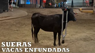 VACAS ENFUNDADAS SUERAS - AGOSTO 2026 - 4K