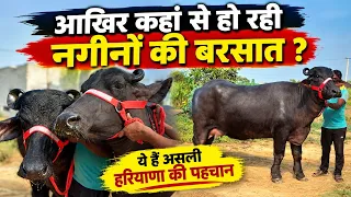 हर रोज देखने को मिल रही एक से बढ़कर एक भैंस - हरियाणा में हो रही नगीनों की बरसात 