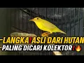Download Lagu CUMA MAS DANI‼️ YANG PUNYA BURUNG LANGKA ASLI DARI HUTAN🔥 PALING DICARI KOLEKTOR BURUNG INDONESIA! Download Lagu CUMA MAS DANI‼️ YANG PUNYA BURUNG LANGKA ASLI DARI HUTAN🔥 PALING DICARI KOLEKTOR BURUNG INDONESIA!