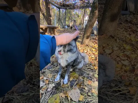 Peak Foliage, Peak Fox Fur Fluff