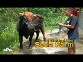 Lagu Kandang Diamore Farm Jadi Tempat Transit 2 Ekor Sapi Baru Setia Farm !!