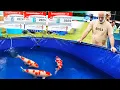 Download Lagu Rondje Prijswinnaars met Ruud! | Like a BOSS | European Koi Show 2024 | Wedstrijd-weetjes!