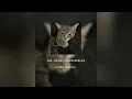 sal priadi-mencintaimu(tiktok version)
