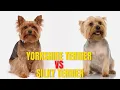 Yorkshire Terrier vs Silky Terrier Which One is Better for You