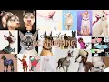Download Lagu CC SHOPPING | CATS AND DOGS CAS ITEMS | CC LINKS  || SIMS 4