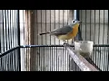 Download Lagu Suara Sulingan Gunung BETINA Pikat Untuk TERAPI Burung Tledekan Sikatan BISU Agar Cepat Bunyi GACOR