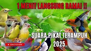 burung turun tanpa tunggu lama suara pikat ganas terbaru 2025 
