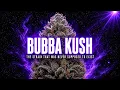 Bubba Kush The Accidental Cross That Became the Most Sought After Indica on Earth