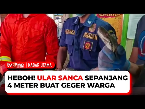 Petugas Evakuasi Ular Sanca Sepanjang Empat Meter yang Bersembunyi di Gorong-gorong