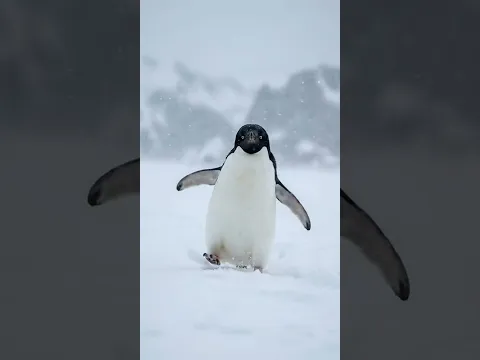 Be the Penguin #Penguin #Mountain #Penguin2026