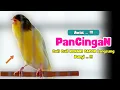 Cuit Cuit Cuit !!! Suara PANCINGAN Kenari PAUD Belajar BUNYI Ngeriwik | MASTERAN Kenari PAUD #494