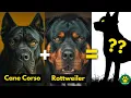 10 Most Amazing Cane Corso Mix Breed Dogs You Don t Know