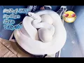 Pulling Ball Python Eggs Aaliyah