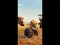 Download Lagu Have You Heard a Hyena Laugh? Why Are They Surrounding a Porcupine? 🦔😂#hyena #porcupines # #animals