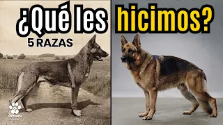 Las 5 Razas de Perros que NO Deberías Comprar (Te están vendiendo un animal enfermo)