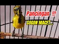 PANCINGAN SOGON MACET BUNYI SEKALI DENGAR SUARA SOGON INI LANGSUNG NYAUT RESPON‼️ #pancingansogon