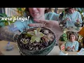 Download Lagu my pinguicula wishlist is completed ✅  chlorophiles unboxing!! 💌🌸