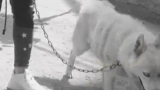 حالات واتس بدايق مش رايق  بتعايق فب حرايق اغنيه يريدها الجميع دندنها