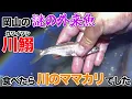 Download Lagu 岡山の謎の外来魚「カワイワシ」食べたら川のママカリでした。