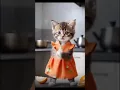Download Lagu Patlikamariya Bolo aaye hI aay#cute​ #yoitubeshorts​ #trending​ #viralvideo​ #catdance​ #yt​