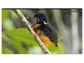 Download Lagu Wild North Moluccas in east Indonesia; fabulous birds and scenery on Ternate, Bacan and Halmahera -