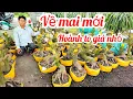 Download Lagu Nhựt Minh 📲 0946075758 về mai mới phôi mai vàng giảo Thủ Đức giá rẻ 13/10 Chợ Gạo (@MaivàngQuêdừa)