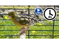 Download Lagu Canary Bird Singing - Timbrado training video
