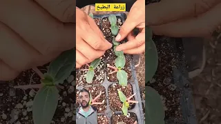 زراعة البطيخ Gardening Garden Agriculture Plants Tomata زراعت زراعة Farming101 اكسبلور 